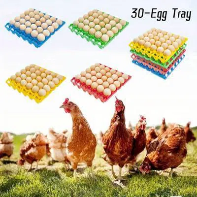 Yumurta üçün qablaşdırma kaseti və altlıqları — Mallar, Bakı (7)