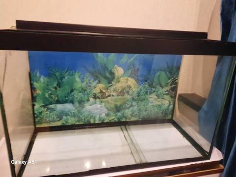 Parametrləri 70×30×45 akvarium satılır. 94 litr,2 hissəyə bölünür — Baku