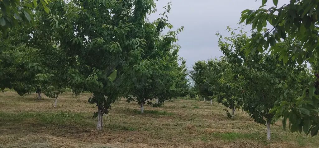 Продаётся участок, 200 сот. — Torpaq, Quba (3)
