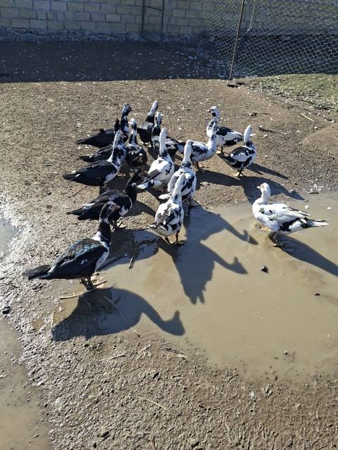 Muscovy ördəkləri (hind ördəyi) – qarışıq rəngli sürü - Cins: Muscovy — Гянджа