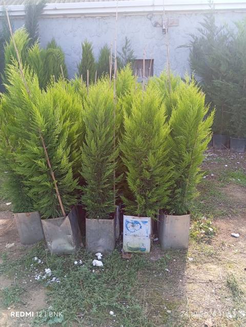 Thuja (evergreen iynəyarpaq) dekorativ ağaclar - Növ: Sütunvari, sıx — Bakı