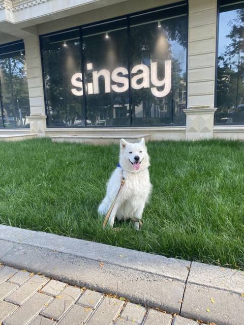 Samoyed, 4 il, Dişi, Ünvandan götürmə — 1 700 ₼ · Джалилабад · Köpəklər Samoyed, 4 il, Dişi, Ünvandan götürmə — Джалилабад