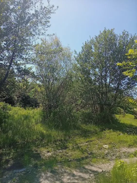 Satılık arsa, 38 sot — Torpaq, Oğuz (2)
