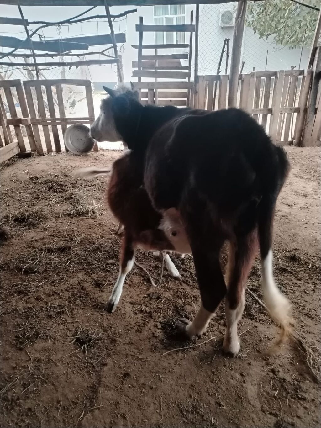 Dişi, il: 2, Südlük — Kənd təsərrüfatı heyvanları, İmişli (4)