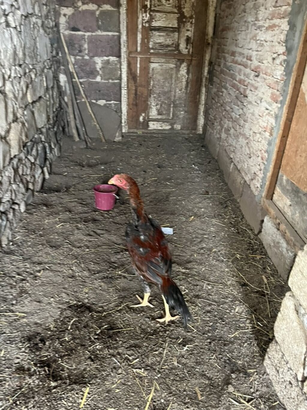 Toyuq cücələri, Damazlıq — Toyuq və xoruz, Gəncə (9)