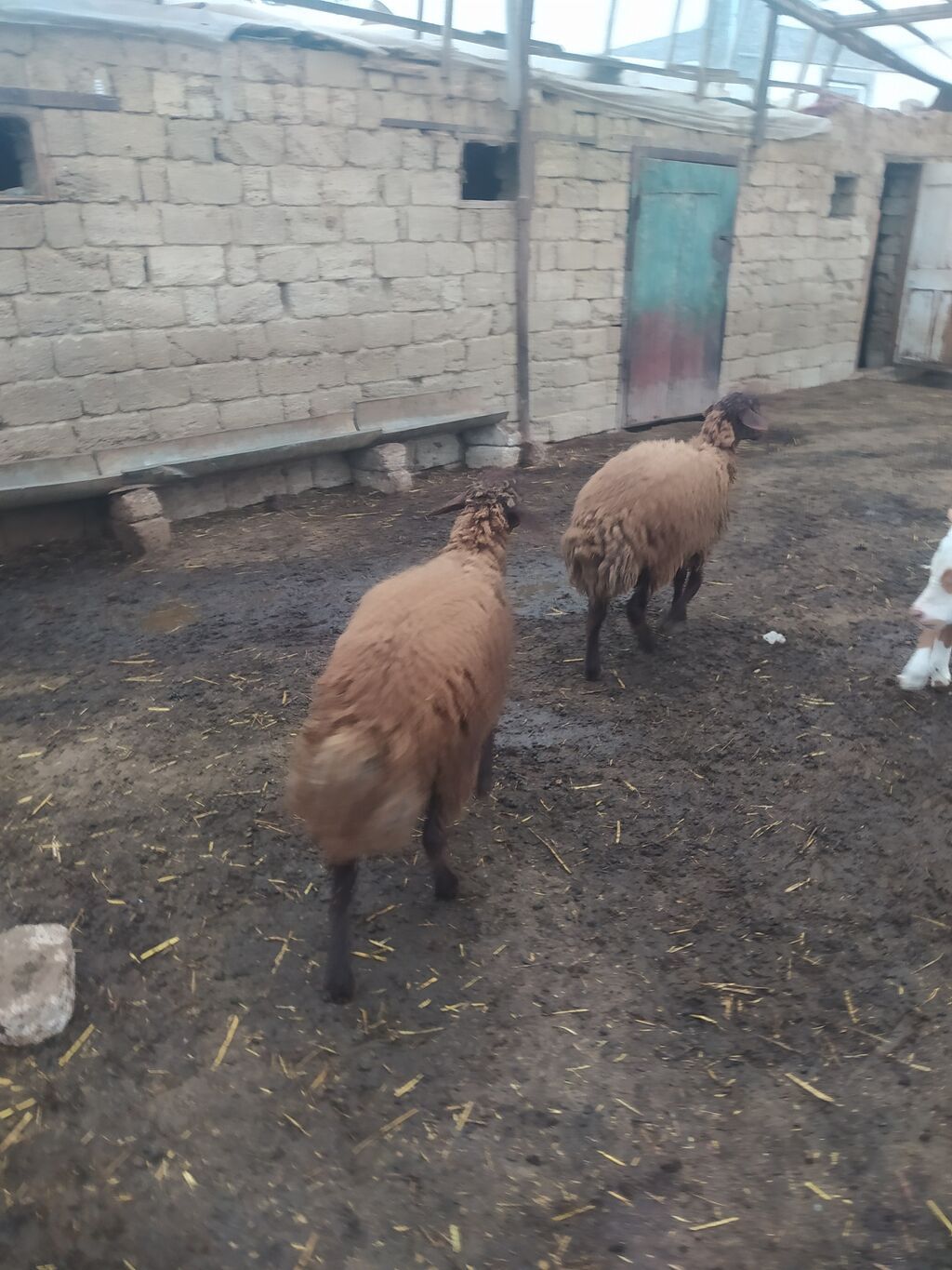 Erkək, il: 1, Ətlik — Kənd təsərrüfatı heyvanları, Bakı (3)