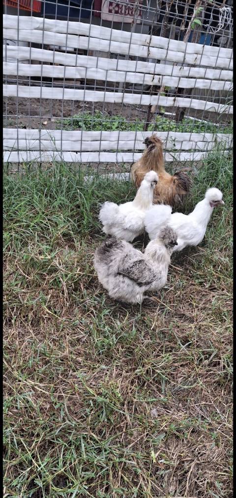 Pon ponlar satılır 1 xoruz 3 fərə fərənin 1i yumurtlayır yumurtlayan — 170 ₼ · Гаджигабул · Toyuq və xoruz Pon ponlar satılır 1 xoruz 3 fərə fərənin 1i yumurtlayır yumurtlayan — Гаджигабул