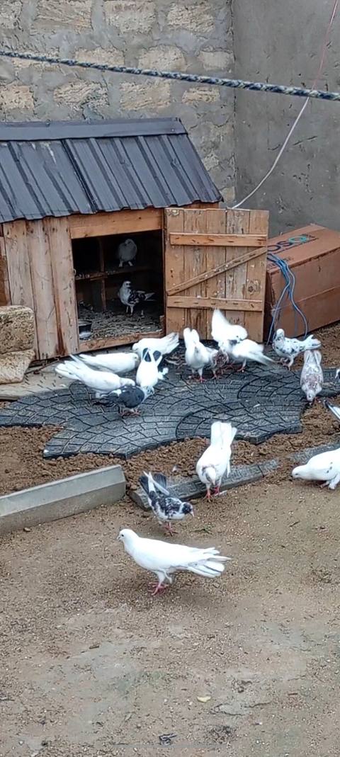 Kom tərgizilir quşxana qarısıq qusxananın qiymeti 120 — Bakı