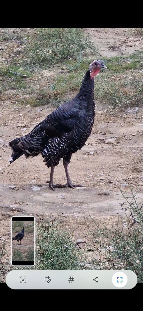 Məhsul: Hind quşu Amerikan bronz cücələri Təsvir: - Şəkillərdə qara — Baku