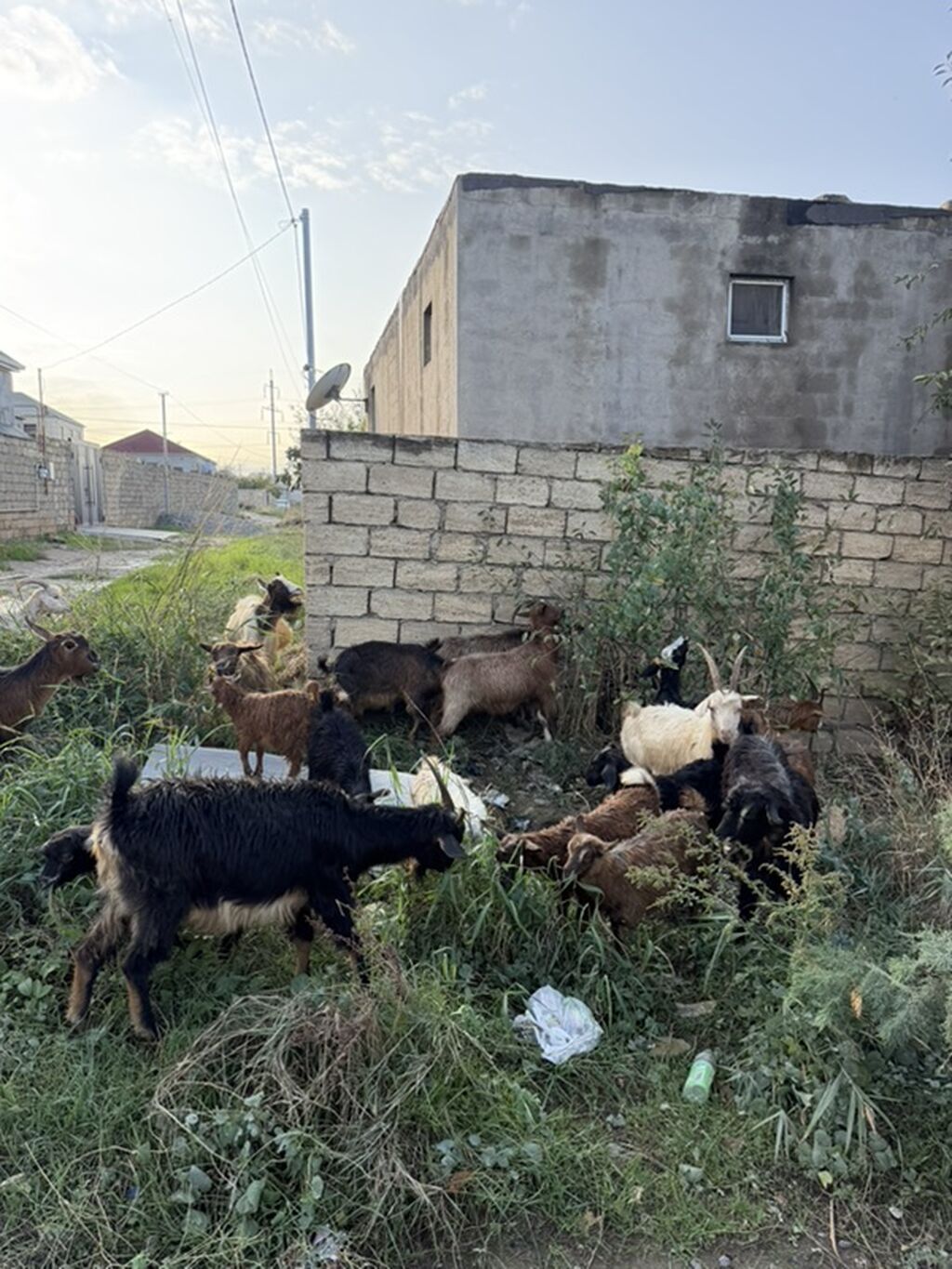 Dişi, il: 1, 50 kq, Damazlıq, Ünvandan götürmə — Kənd təsərrüfatı heyvanları, Ceyranbatan