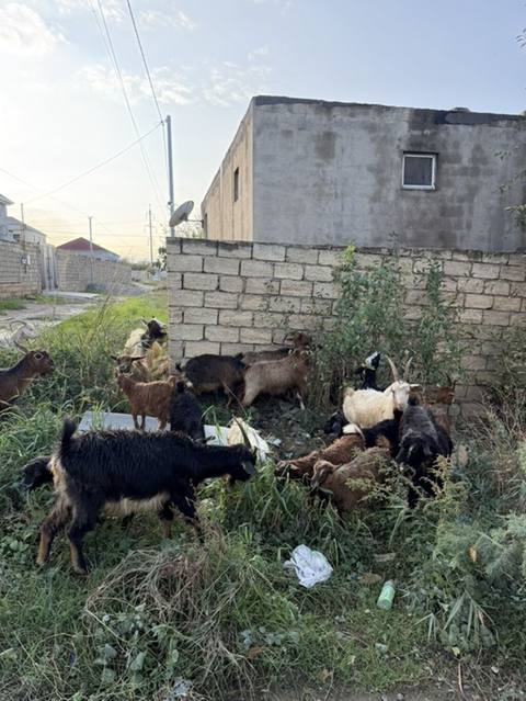 Dişi, il: 1, 50 kq, Damazlıq, Ünvandan götürmə — Ceyranbatan