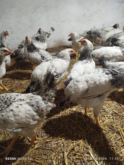 Toyuq, Yumurtalıq — 8 ₼ · Хырдалан · Toyuq və xoruz Toyuq, Yumurtalıq — Хырдалан