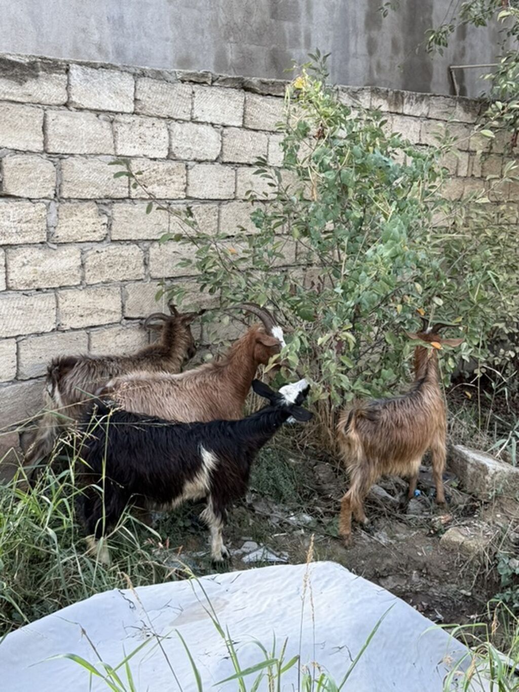 Dişi, il: 1, 50 kq, Damazlıq, Ünvandan götürmə — Kənd təsərrüfatı heyvanları, Ceyranbatan (3)