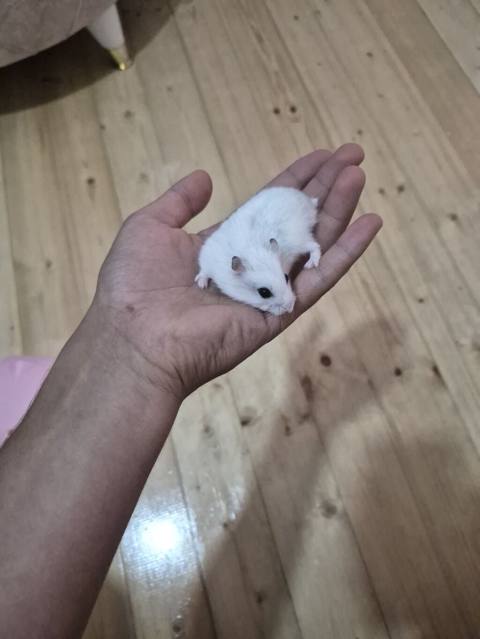 Ağ xəzli kiçik hamster + qəfəs dəsti Paketə daxildir: - Kiçik ölçülü — 35 ₼ · Aghstafa · Qəfəslər Ağ xəzli kiçik hamster + qəfəs dəsti Paketə daxildir: - Kiçik ölçülü — Aghstafa