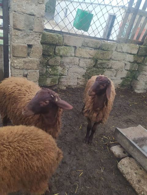 Erkək, il: 1, Ətlik — Bakı