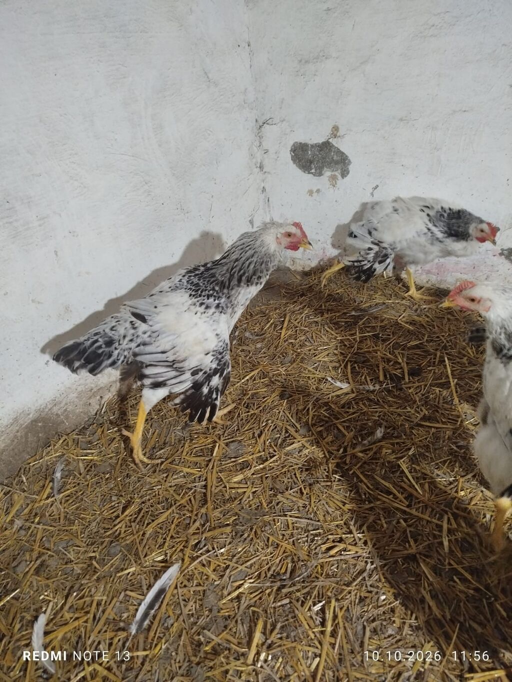 Toyuq, Yumurtalıq — Toyuq və xoruz, Xırdalan (3)
