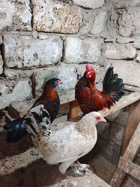Yaponkalar satılır 1 xoruz 3 fərədir 1 i 20 azndir .unvan baki səhəri — Baku
