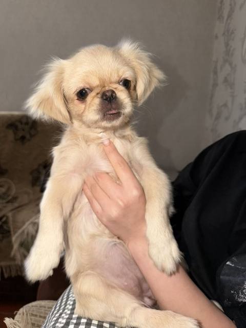 Pekines, 3 ay, Dişi — 100 ₼ · Гянджа · Köpəklər Pekines, 3 ay, Dişi — Гянджа