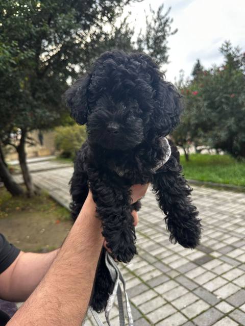 Pudel, 2 ay, Erkək, Peyvəndli, Ünvandan götürmə, Pulsuz çatdırılma — 350 ₼ · Хырдалан · Köpəklər Pudel, 2 ay, Erkək, Peyvəndli, Ünvandan götürmə, Pulsuz çatdırılma — Хырдалан