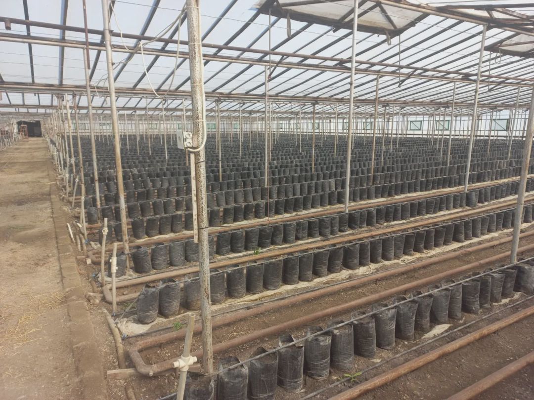Siyəzən, Torpaq satılır - 650 sot — Torpaq, Siyəzən (6)