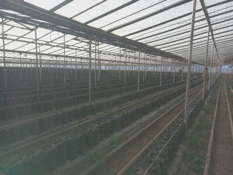 Siyəzən, Torpaq satılır - 650 sot — Siyazan