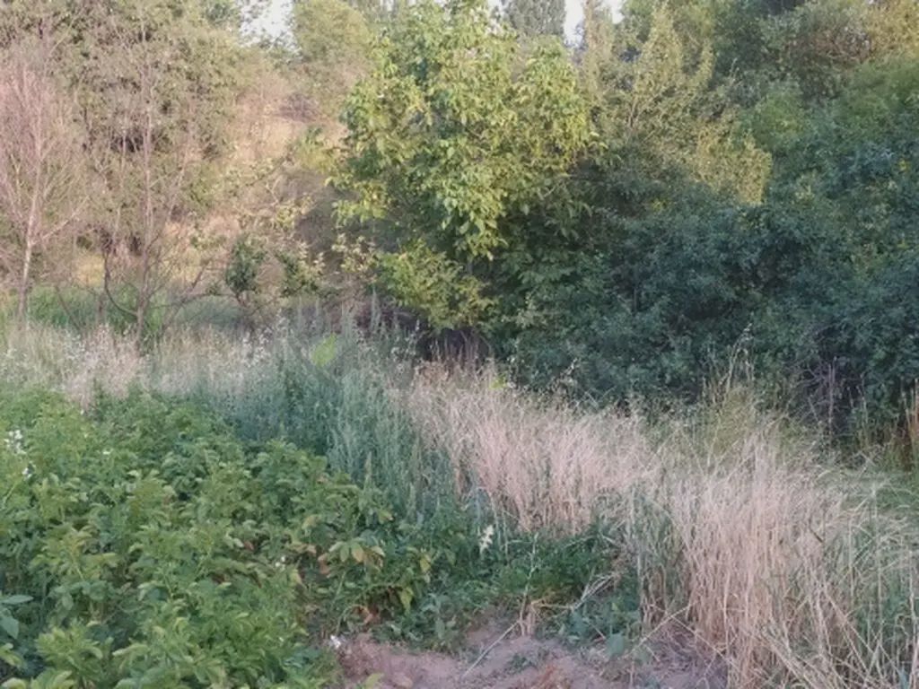Сатылат: участок, 10 сот. — Torpaq, Şamaxı (8)
