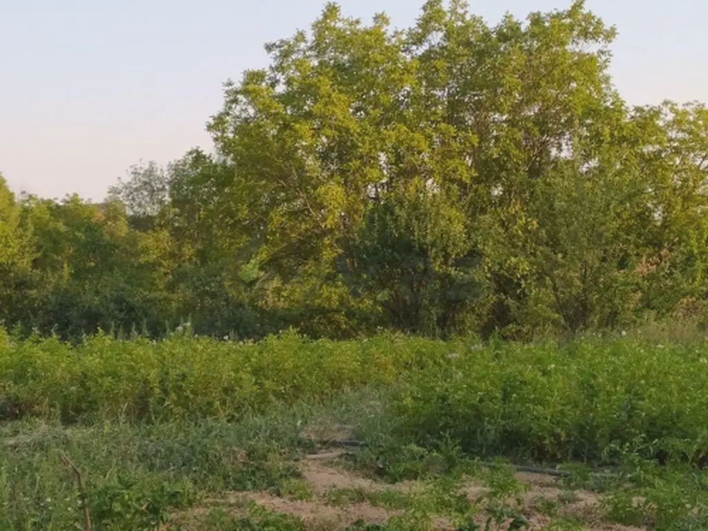 Сатылат: участок, 10 сот. — Torpaq, Şamaxı (3)
