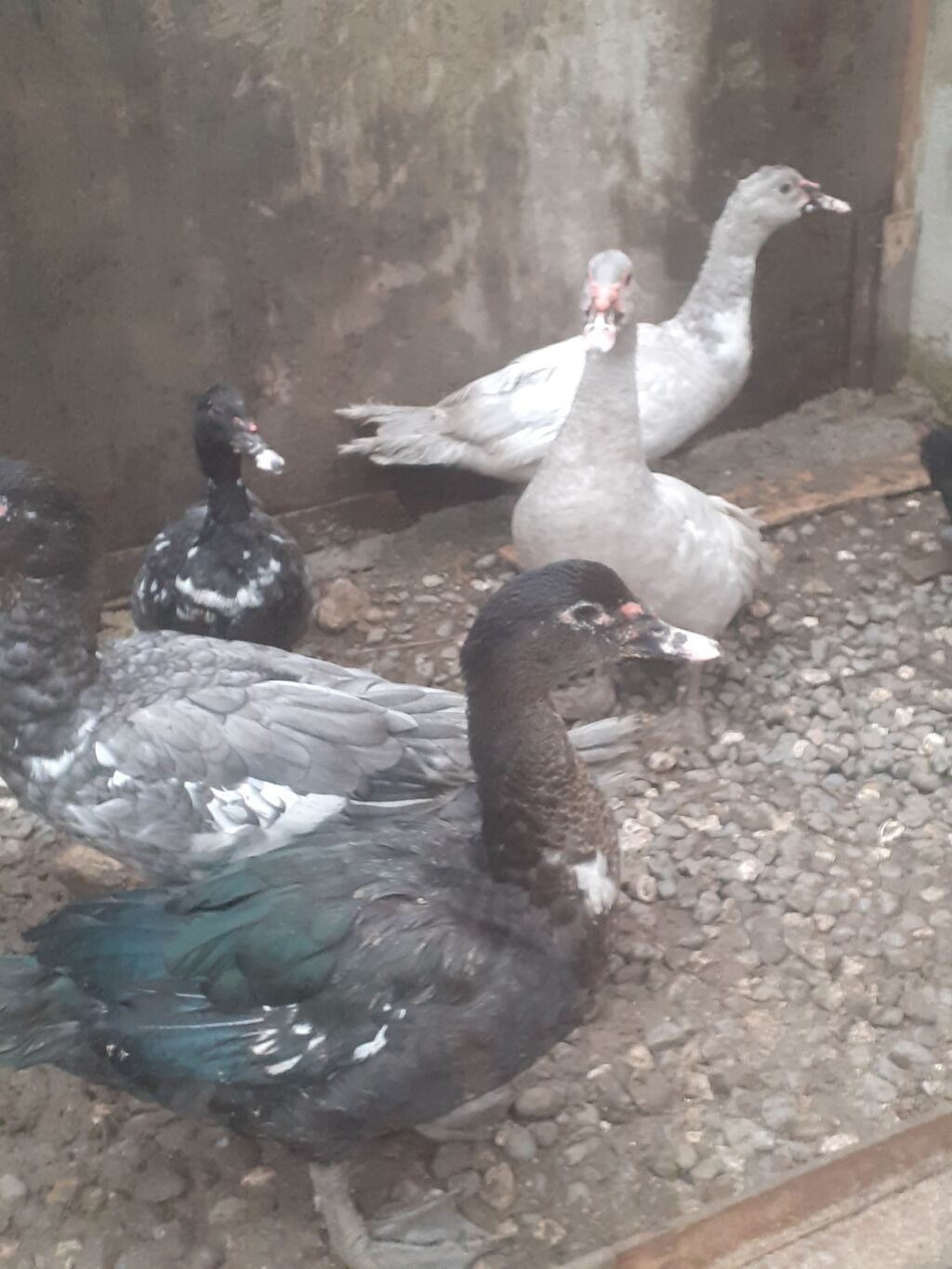 Erkək, Macar, Damazlıq, Ünvandan götürmə — Digərləri, Xırdalan (8)