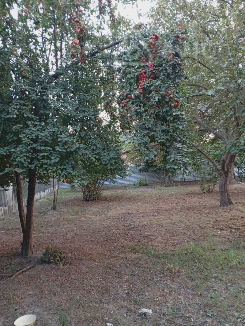 For sale: land, 6 sot — Torpaq, Oğuz (2)