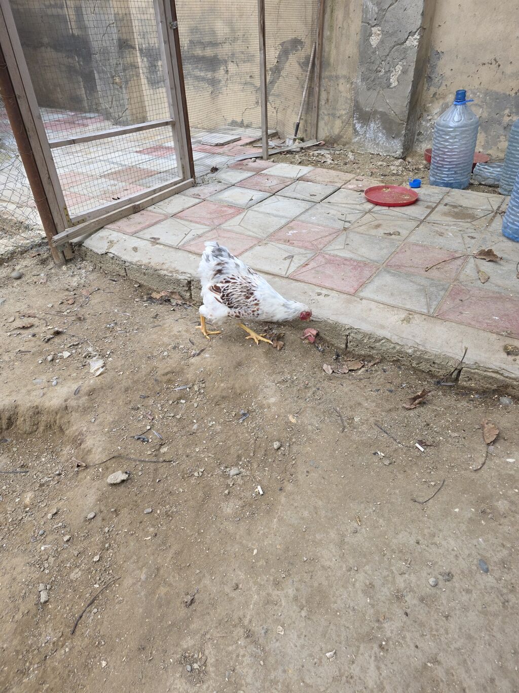 Toyuq, Ətlik — Toyuq və xoruz, Bakı (4)