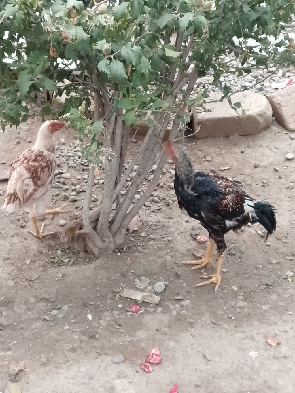 Toyuq, Damazlıq — Toyuq və xoruz, Gəncə (4)