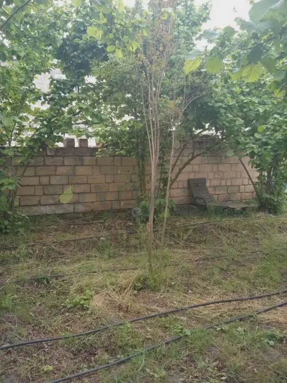 Продаётся участок, 4 сот. — Torpaq, Xudat (9)