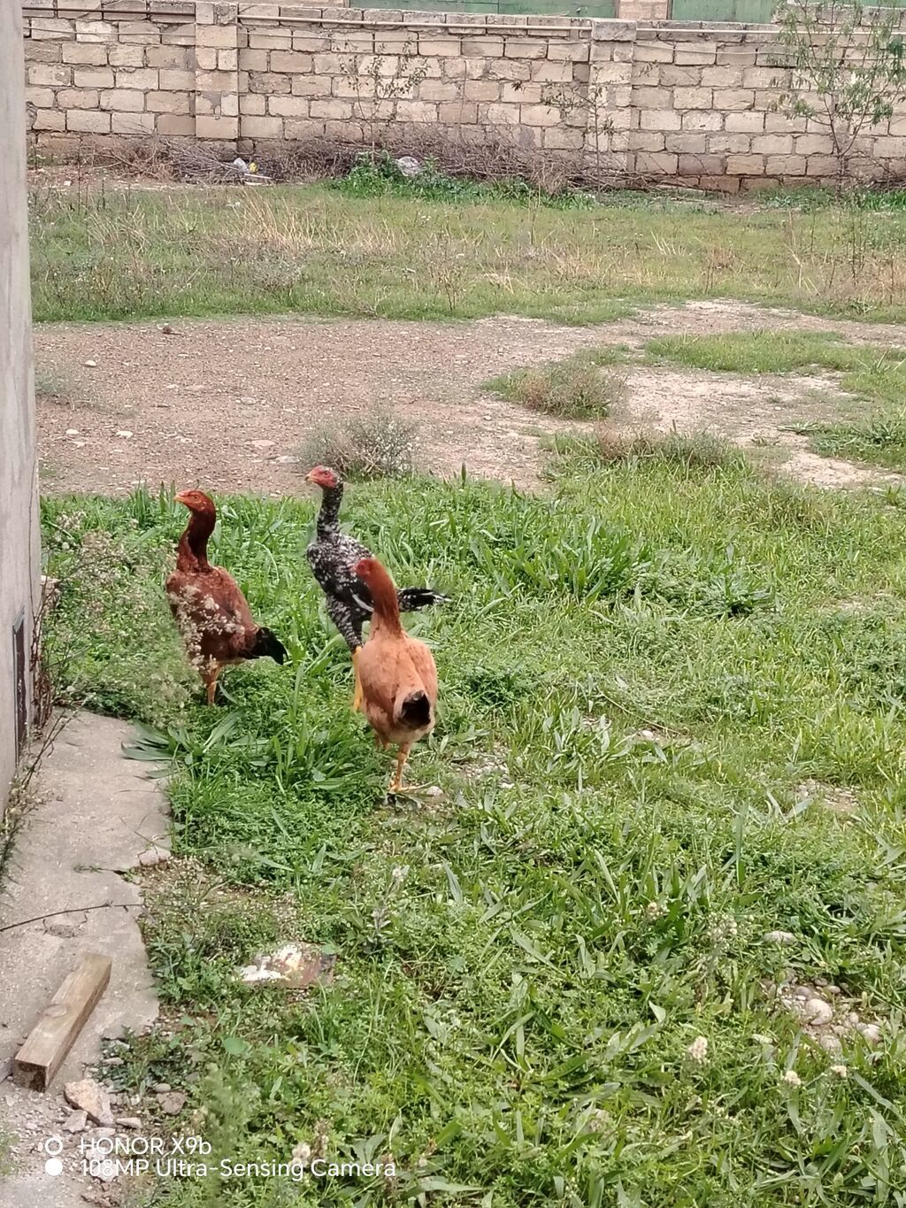 Toyuq cücələri, Damazlıq, Ünvandan götürmə — Toyuq və xoruz, Sumqayıt
