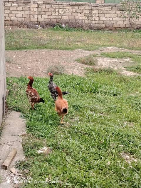 Toyuq cücələri, Damazlıq, Ünvandan götürmə — Sumqayıt