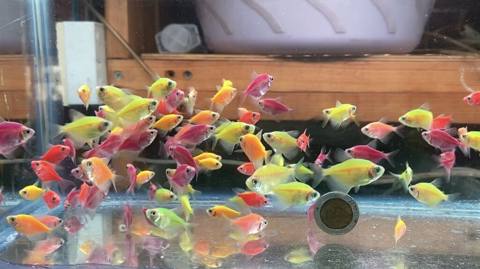 Glofish, Sülhsevər, Ünvandan götürmə, Ödənişli çatdırılma, Rayonlara çatdırılma — Баку