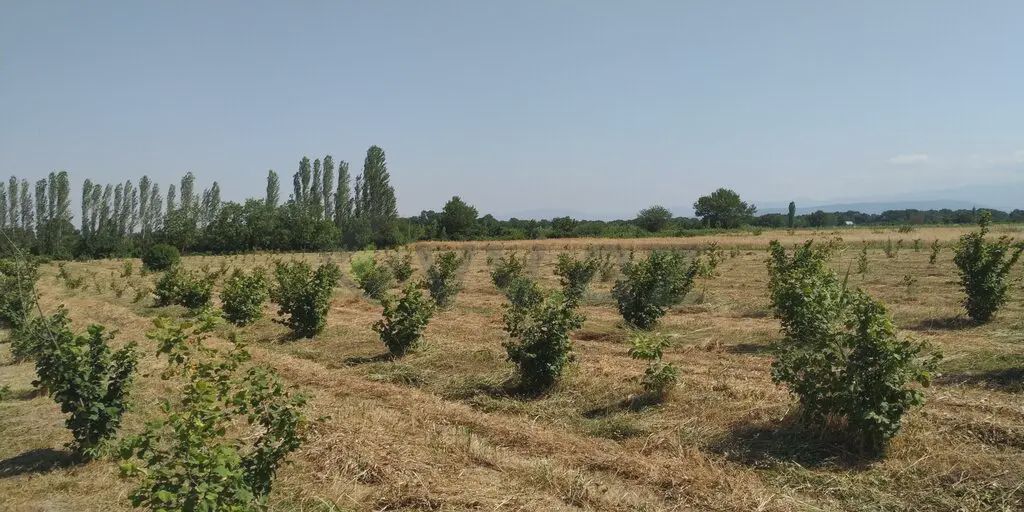 For sale: land, 116 sot — Torpaq, Xaçmaz (3)