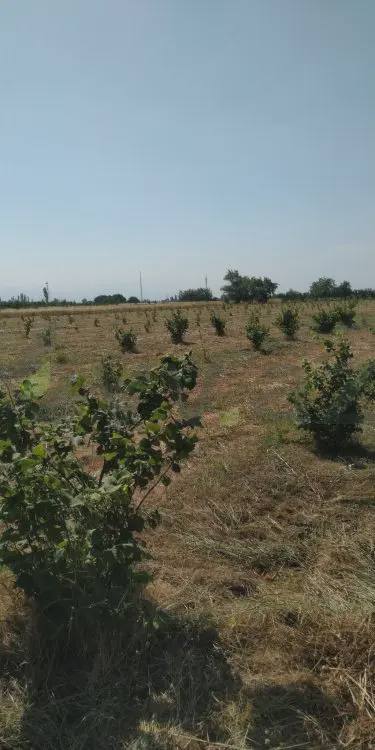116 sot Torpaq Satılır, Xaçmaz — 45 000 ₼ · Xaçmaz · Torpaq 116 sot Torpaq Satılır, Xaçmaz — Xaçmaz