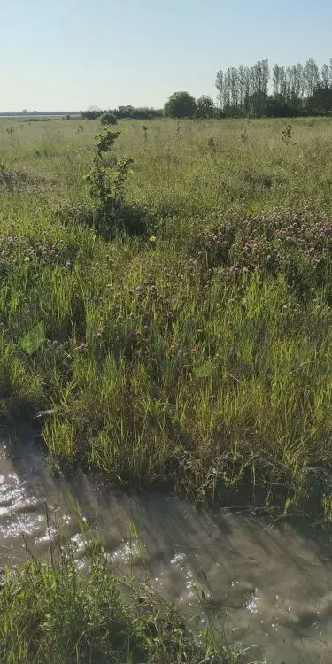 For sale: land, 116 sot — Torpaq, Xaçmaz (12)