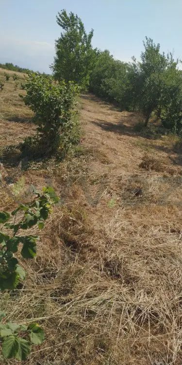 For sale: land, 116 sot — Torpaq, Xaçmaz (2)