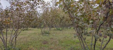110 sot Torpaq Satılır, Qəbələ — Gabala
