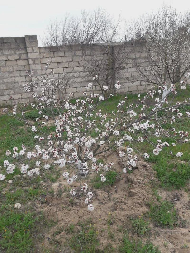 For sale: land, 12 sot — Torpaq, Oğuz (6)