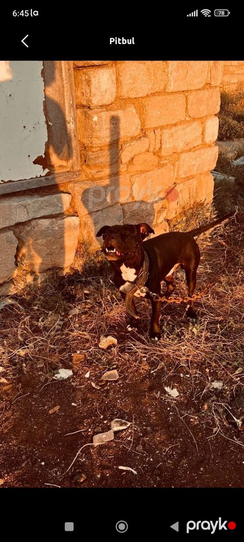 Pitbul köpəyi — Digah