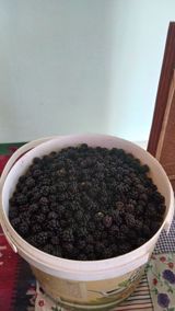 Yeni yığılmış boyurtkan — Food Products