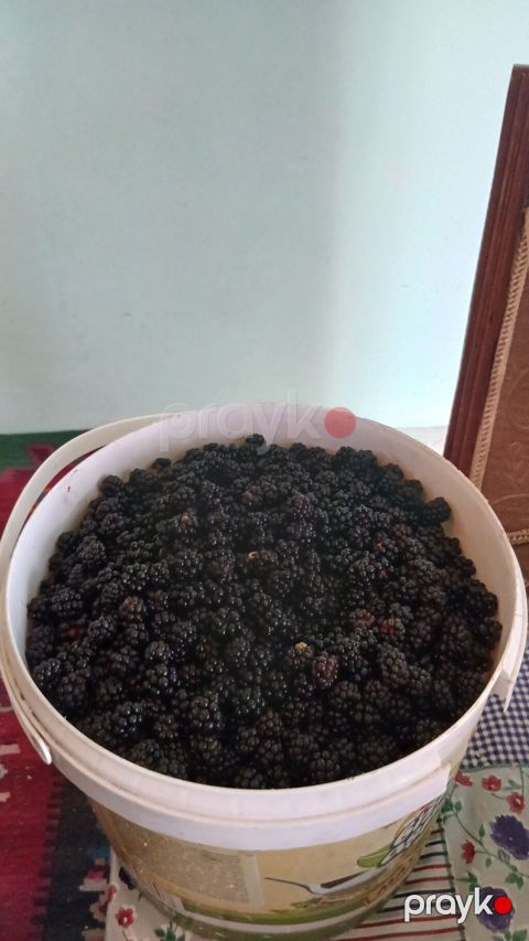 Yeni yığılmış boyurtkan