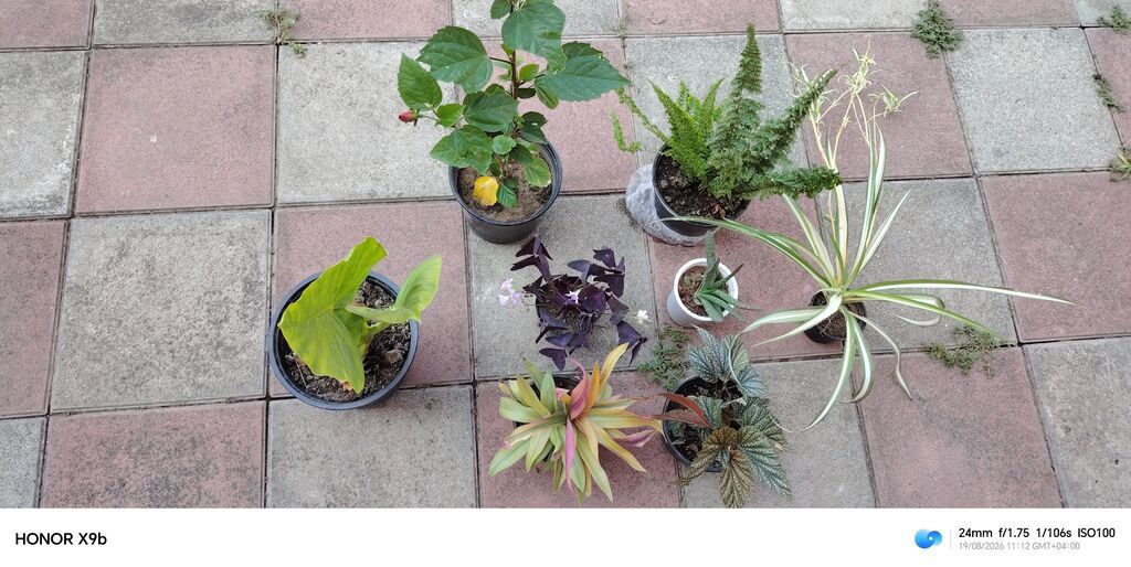 Otaq və balkon üçün müxtəlif dibçək bitkiləri dəsti Tərkib: -