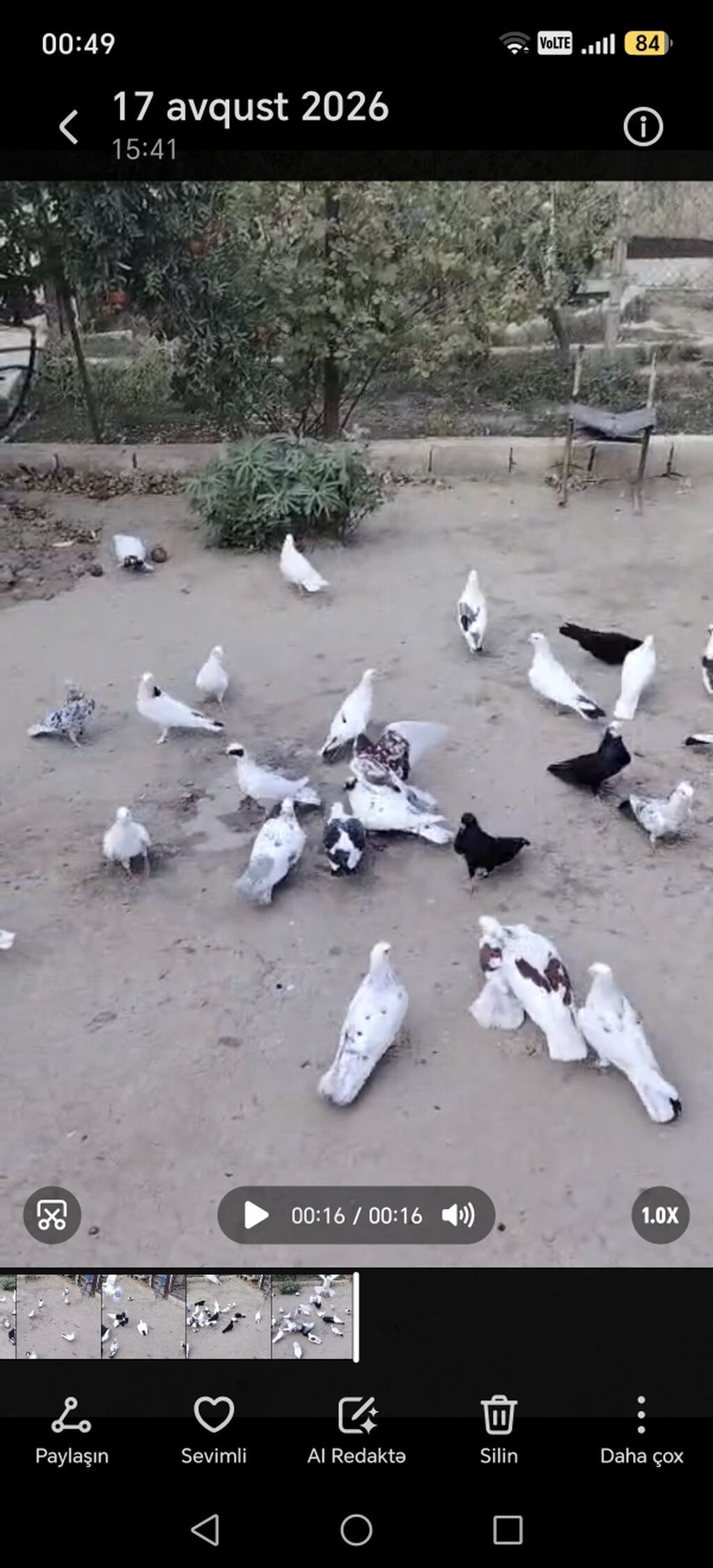 35e yaxın qusdu tergitme quslardi Qaradağ rayonu elet qesebesi 6 — Quşlar, Qobustan
