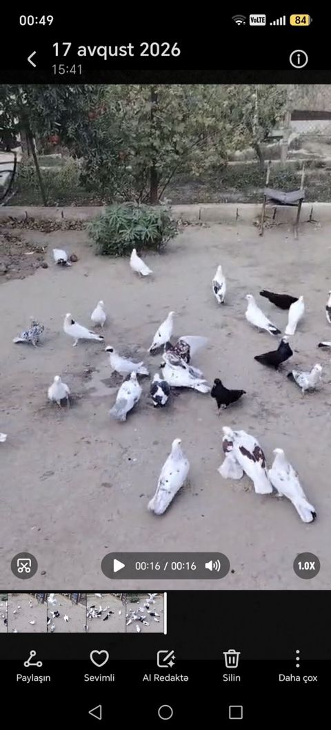 35e yaxın qusdu tergitme quslardi Qaradağ rayonu elet qesebesi 6