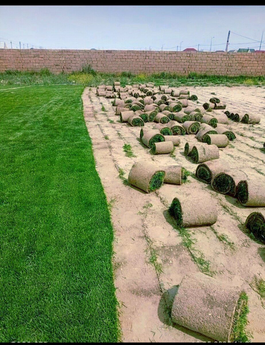 Qazon — Bitkilər, Bakı (9)