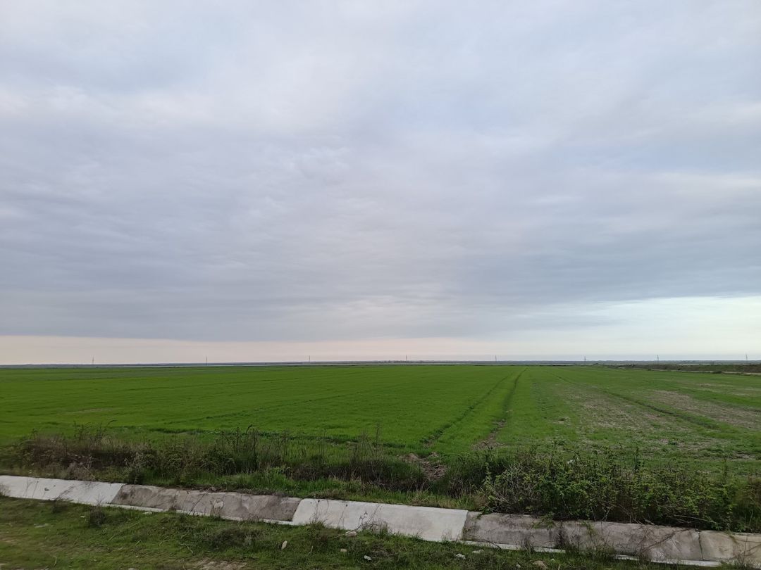 540 sot torpaq sahəsi, Şabran r. — Torpaq, Şabran