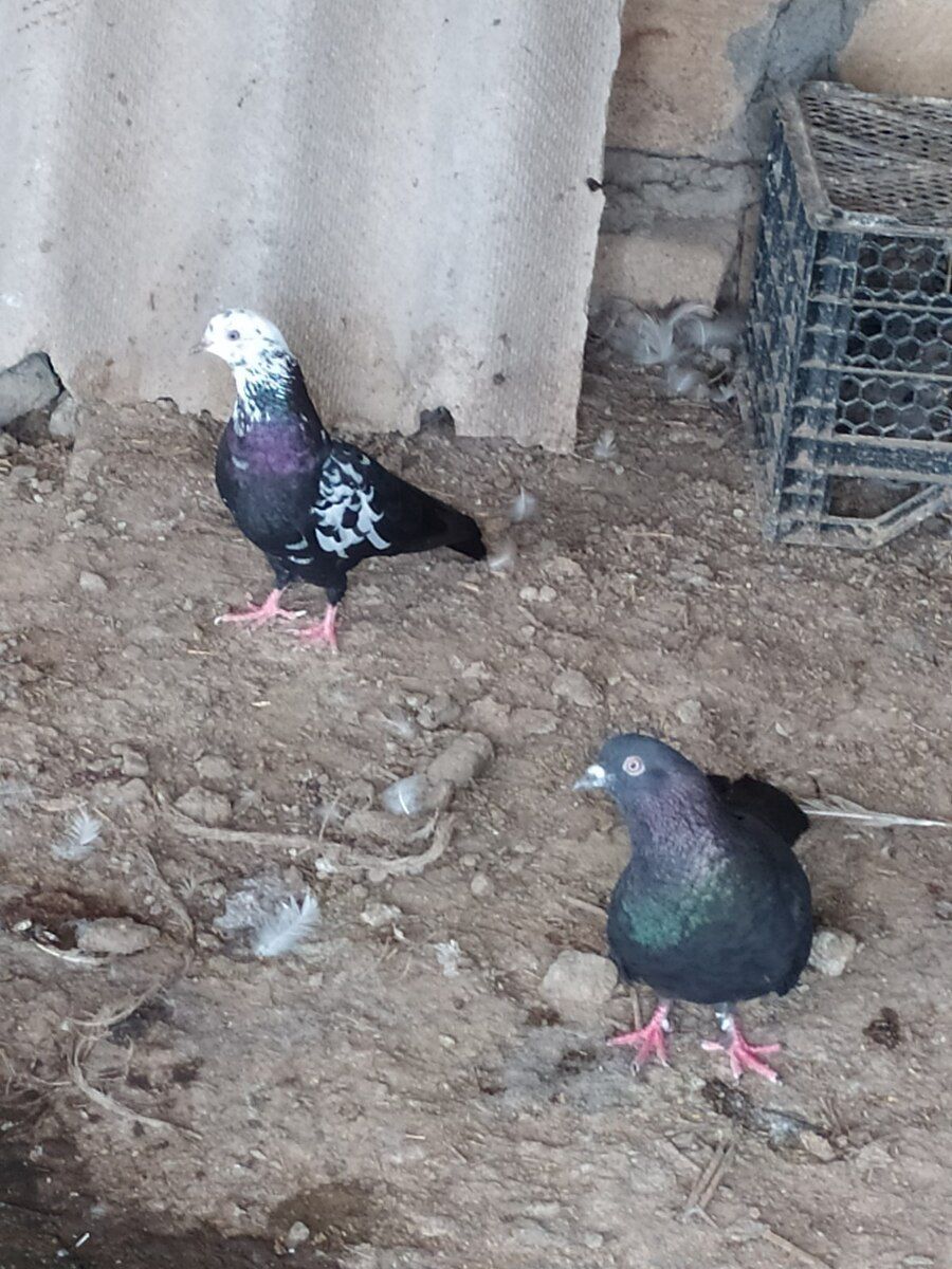 Göyərçin — Quşlar, Şirvan (4)